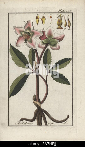 Christrose oder schwarze Nieswurz, Helleborus niger. Papierkörbe Kupferstich botanischen Gravur von Johannes Zorn's 'Afbeelding der Artseny-Gewassen", Jan Christiaan Sepp, Amsterdam, 1796. Zorn zuerst veröffentlicht seine medizinischen Botanik in Nürnberg im Jahr 1780 illustriert mit 500 Platten und eine niederländische Ausgabe, gefolgt 1796 von J.C. veröffentlicht. Sepp mit einem zusätzlichen 100 Platten. Zorn (1739-1799) war ein deutscher Apotheker und Botaniker, der medizinische Pflanzen aus ganz Europa für seinen "Icones plantarum medicinalium" für Apotheker und Ärzte gesammelt. Stockfoto