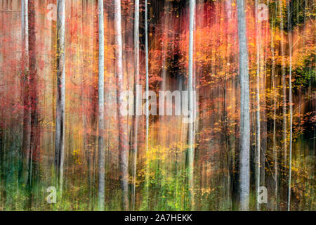 Malerische abstrakte Bewegungsunschärfe von leuchtenden Herbstfarben im Pisgah National Forest, Brevard, North Carolina, USA Stockfoto