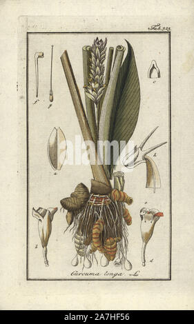 Gelbwurz, Curcuma longa. Papierkörbe Kupferstich botanischen Gravur von Johannes Zorn's 'Afbeelding der Artseny-Gewassen", Jan Christiaan Sepp, Amsterdam, 1796. Zorn zuerst veröffentlicht seine medizinischen Botanik in Nürnberg im Jahr 1780 illustriert mit 500 Platten und eine niederländische Ausgabe, gefolgt 1796 von J.C. veröffentlicht. Sepp mit einem zusätzlichen 100 Platten. Zorn (1739-1799) war ein deutscher Apotheker und Botaniker, der medizinische Pflanzen aus ganz Europa für seinen "Icones plantarum medicinalium" für Apotheker und Ärzte gesammelt. Stockfoto