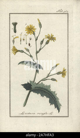 Wild lettuce, Lactuca virosa. Papierkörbe Kupferstich botanischen Gravur von Johannes Zorn's 'Afbeelding der Artseny-Gewassen", Jan Christiaan Sepp, Amsterdam, 1796. Zorn zuerst veröffentlicht seine medizinischen Botanik in Nürnberg im Jahr 1780 illustriert mit 500 Platten und eine niederländische Ausgabe, gefolgt 1796 von J.C. veröffentlicht. Sepp mit einem zusätzlichen 100 Platten. Zorn (1739-1799) war ein deutscher Apotheker und Botaniker, der medizinische Pflanzen aus ganz Europa für seinen "Icones plantarum medicinalium" für Apotheker und Ärzte gesammelt. Stockfoto