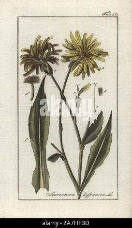 Schwarz oder Spanisch, Schwarzwurzeln, Schwarzwurzel hispanica. Papierkörbe Kupferstich botanischen Gravur von Johannes Zorn's 'Afbeelding der Artseny-Gewassen", Jan Christiaan Sepp, Amsterdam, 1796. Zorn zuerst veröffentlicht seine medizinischen Botanik in Nürnberg im Jahr 1780 illustriert mit 500 Platten und eine niederländische Ausgabe, gefolgt 1796 von J.C. veröffentlicht. Sepp mit einem zusätzlichen 100 Platten. Zorn (1739-1799) war ein deutscher Apotheker und Botaniker, der medizinische Pflanzen aus ganz Europa für seinen "Icones plantarum medicinalium" für Apotheker und Ärzte gesammelt. Stockfoto