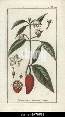 Chili und Paprika, Capsicum annuum. Papierkörbe Kupferstich botanischen Gravur von Johannes Zorn's 'Afbeelding der Artseny-Gewassen", Jan Christiaan Sepp, Amsterdam, 1796. Zorn zuerst veröffentlicht seine medizinischen Botanik in Nürnberg im Jahr 1780 illustriert mit 500 Platten und eine niederländische Ausgabe, gefolgt 1796 von J.C. veröffentlicht. Sepp mit einem zusätzlichen 100 Platten. Zorn (1739-1799) war ein deutscher Apotheker und Botaniker, der medizinische Pflanzen aus ganz Europa für seinen "Icones plantarum medicinalium" für Apotheker und Ärzte gesammelt. Stockfoto