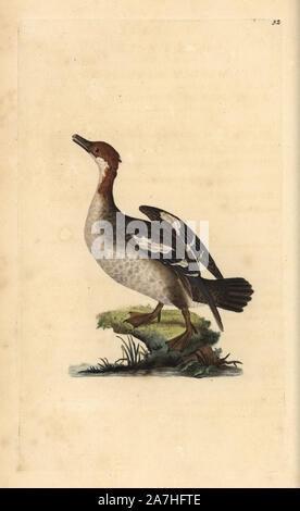 Smew, Mergellus albellus, weiblich. Papierkörbe Kupferstich erstellt und von Edward Donovan aus seinen eigenen natürlichen Geschichte der britischen Vögel, London, 1794-1819 eingraviert. Edward Donovan (1768-1837) war ein anglo-irischen Bewunderer der Zoologe, Schriftsteller, Künstler und Graveur. Er schrieb und illustrierte eine Reihe von Volumes auf Vögel, Fische, Muscheln und Insekten, sein eigenes Museum für Naturgeschichte in London eröffnet, aber später fiel er auf harte Zeiten und starb mittellos. Stockfoto