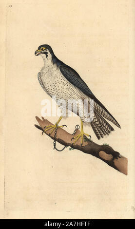 Wanderfalke FALCO PEREGRINUS, angekettet an einem Zweig. Papierkörbe Kupferstich erstellt und von Edward Donovan aus seinem eigenen "natürliche Geschichte der britischen Vögel eingraviert, "London, 1794-1819. Edward Donovan (1768-1837) war ein anglo-irischen Bewunderer der Zoologe, Schriftsteller, Künstler und Graveur. Er schrieb und illustrierte eine Reihe von Volumes auf Vögel, Fische, Muscheln und Insekten, sein eigenes Museum für Naturgeschichte in London eröffnet, aber später fiel er auf harte Zeiten und starb mittellos. Stockfoto