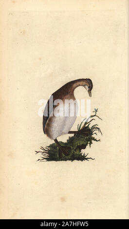 Zwergtaucher, Tachybaptus ruficollis. Papierkörbe Kupferstich erstellt und von Edward Donovan aus seinem eigenen "natürliche Geschichte der britischen Vögel eingraviert, "London, 1794-1819. Edward Donovan (1768-1837) war ein anglo-irischen Bewunderer der Zoologe, Schriftsteller, Künstler und Graveur. Er schrieb und illustrierte eine Reihe von Volumes auf Vögel, Fische, Muscheln und Insekten, sein eigenes Museum für Naturgeschichte in London eröffnet, aber später fiel er auf harte Zeiten und starb mittellos. Stockfoto