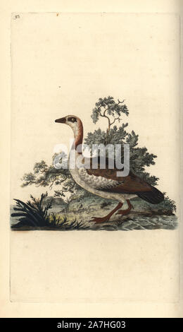 Nilgans, Alopochen aegyptiacus. Papierkörbe Kupferstich erstellt und von Edward Donovan aus seinem eigenen "natürliche Geschichte der britischen Vögel eingraviert, "London, 1794-1819. Edward Donovan (1768-1837) war ein anglo-irischen Bewunderer der Zoologe, Schriftsteller, Künstler und Graveur. Er schrieb und illustrierte eine Reihe von Volumes auf Vögel, Fische, Muscheln und Insekten, sein eigenes Museum für Naturgeschichte in London eröffnet, aber später fiel er auf harte Zeiten und starb mittellos. Stockfoto