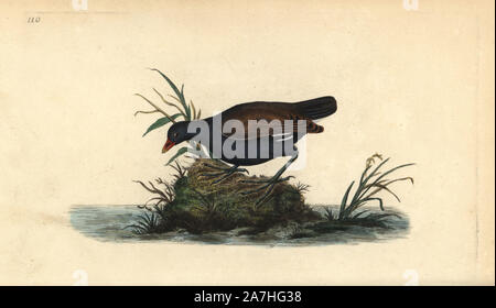 Gemeinsame Sumpfhuhn, Gallinula chloropus. Papierkörbe Kupferstich erstellt und von Edward Donovan aus seinem eigenen "natürliche Geschichte der britischen Vögel eingraviert, "London, 1794-1819. Edward Donovan (1768-1837) war ein anglo-irischen Bewunderer der Zoologe, Schriftsteller, Künstler und Graveur. Er schrieb und illustrierte eine Reihe von Volumes auf Vögel, Fische, Muscheln und Insekten, sein eigenes Museum für Naturgeschichte in London eröffnet, aber später fiel er auf harte Zeiten und starb mittellos. Stockfoto