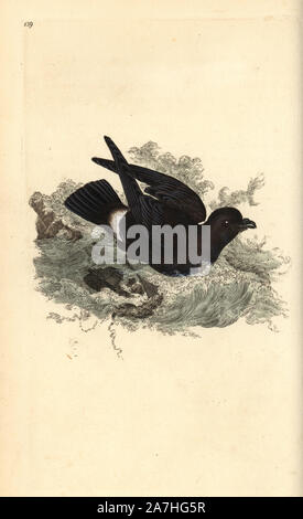 Storm Petrel, Hydrobates pelagicus. Papierkörbe Kupferstich erstellt und von Edward Donovan aus seinem eigenen "natürliche Geschichte der britischen Vögel eingraviert, "London, 1794-1819. Edward Donovan (1768-1837) war ein anglo-irischen Bewunderer der Zoologe, Schriftsteller, Künstler und Graveur. Er schrieb und illustrierte eine Reihe von Volumes auf Vögel, Fische, Muscheln und Insekten, sein eigenes Museum für Naturgeschichte in London eröffnet, aber später fiel er auf harte Zeiten und starb mittellos. Stockfoto