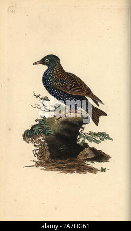 Common Starling, Sturnus vulgaris. Papierkörbe Kupferstich erstellt und von Edward Donovan aus seinem eigenen "natürliche Geschichte der britischen Vögel eingraviert, "London, 1794-1819. Edward Donovan (1768-1837) war ein anglo-irischen Bewunderer der Zoologe, Schriftsteller, Künstler und Graveur. Er schrieb und illustrierte eine Reihe von Volumes auf Vögel, Fische, Muscheln und Insekten, sein eigenes Museum für Naturgeschichte in London eröffnet, aber später fiel er auf harte Zeiten und starb mittellos. Stockfoto