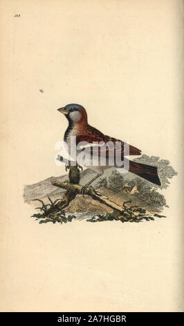 House sparrow, Passer domesticus. Papierkörbe Kupferstich erstellt und von Edward Donovan aus seinem eigenen "natürliche Geschichte der britischen Vögel eingraviert, "London, 1794-1819. Edward Donovan (1768-1837) war ein anglo-irischen Bewunderer der Zoologe, Schriftsteller, Künstler und Graveur. Er schrieb und illustrierte eine Reihe von Volumes auf Vögel, Fische, Muscheln und Insekten, sein eigenes Museum für Naturgeschichte in London eröffnet, aber später fiel er auf harte Zeiten und starb mittellos. Stockfoto