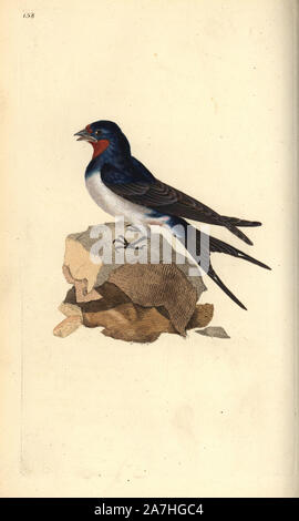 Rauchschwalbe, Hirundo rustica. Papierkörbe Kupferstich erstellt und von Edward Donovan aus seinem eigenen "natürliche Geschichte der britischen Vögel eingraviert, "London, 1794-1819. Edward Donovan (1768-1837) war ein anglo-irischen Bewunderer der Zoologe, Schriftsteller, Künstler und Graveur. Er schrieb und illustrierte eine Reihe von Volumes auf Vögel, Fische, Muscheln und Insekten, sein eigenes Museum für Naturgeschichte in London eröffnet, aber später fiel er auf harte Zeiten und starb mittellos. Stockfoto