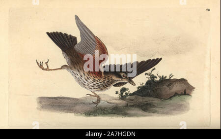 Redwing, Turdus Iliacus. Papierkörbe Kupferstich erstellt und von Edward Donovan aus seinem eigenen "natürliche Geschichte der britischen Vögel eingraviert, "London, 1794-1819. Edward Donovan (1768-1837) war ein anglo-irischen Bewunderer der Zoologe, Schriftsteller, Künstler und Graveur. Er schrieb und illustrierte eine Reihe von Volumes auf Vögel, Fische, Muscheln und Insekten, sein eigenes Museum für Naturgeschichte in London eröffnet, aber später fiel er auf harte Zeiten und starb mittellos. Stockfoto