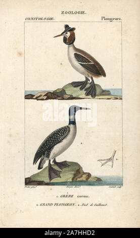 Gehörnte oder Slawonische Haubentaucher, Podiceps auritus, und Great Northern Loon, Gavia Immer, mit dem Fuß eines Guillemot. Papierkörbe Kupferstich Kupferstich von coutant Dichtfläche nach Jean Gabriel Pretre von Dumont de Sainte-Croix 'dictionary für Naturwissenschaften: Ornithologie", Paris, Frankreich, 1816-1830. Illustration von J. G. Pretre, gestochen von Coutant, unter der Regie von Pierre Jean-Francois Turpin, und veröffentlicht von F.G. Levrault. Jean Gabriel Pretre (17801845) war Maler der Naturgeschichte an der Kaiserin Josephine Zoo und wurde später Künstler im Museum für Naturkunde. Turpin (1775-1840) gilt als Stockfoto