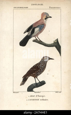 Eurasian Jay, Garrulus glandarius, und beschmutzt, Nucifraga caryocatactes Nussknacker. Papierkörbe Kupferstich Walze Gravur von Dumont de Sainte-Croix 'dictionary für Naturwissenschaften: Ornithologie", Paris, Frankreich, 1816-1830. Illustration von J. G. Pretre, gestochen von Rebellen, unter der Regie von Pierre Jean-Francois Turpin, und veröffentlicht von F.G. Levrault. Jean Gabriel Pretre (17801845) war Maler der Naturgeschichte an der Kaiserin Josephine Zoo und wurde später Künstler im Museum für Naturkunde. Turpin (1775-1840) gilt als einer der größten französischen botanische Illustratoren des 19. Jahrhunder t Stockfoto