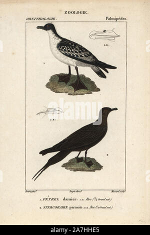 Kap Petrel, Daption capense, und Schmarotzerraubmöwe, Eulen parasiticus. Papierkörbe Kupferstich Walze Gravur von Dumont de Sainte-Croix 'dictionary für Naturwissenschaften: Ornithologie", Paris, Frankreich, 1816-1830. Illustration von J. G. Pretre, gestochen von Massard, unter der Regie von Pierre Jean-Francois Turpin, und veröffentlicht von F.G. Levrault. Jean Gabriel Pretre (17801845) war Maler der Naturgeschichte an der Kaiserin Josephine Zoo und wurde später Künstler im Museum für Naturkunde. Turpin (1775-1840) ist einer der größten französischen botanische Illustratoren des 19. Jahrhunderts angesehen. Stockfoto