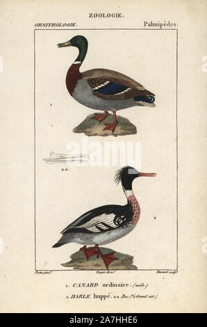 Stockente, Anas platyrhynchos, und Red-breasted Merganser, Mergus serrator. Papierkörbe Kupferstich Walze Gravur von Dumont de Sainte-Croix 'dictionary für Naturwissenschaften: Ornithologie", Paris, Frankreich, 1816-1830. Illustration von J. G. Pretre, gestochen von Massard, unter der Regie von Pierre Jean-Francois Turpin, und veröffentlicht von F.G. Levrault. Jean Gabriel Pretre (17801845) war Maler der Naturgeschichte an der Kaiserin Josephine Zoo und wurde später Künstler im Museum für Naturkunde. Turpin (1775-1840) ist einer der größten französischen botanische Illustratoren des 19. Jahrhunderts angesehen. Stockfoto