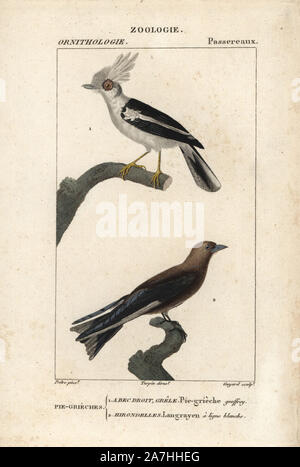 Weiß-Crested helmetshrike, Prionops plumatus und düsteren woodswallow, Artamus cyanopterus. Papierkörbe Kupferstich Walze Gravur von Dumont de Sainte-Croix 'dictionary für Naturwissenschaften: Ornithologie", Paris, Frankreich, 1816-1830. Illustration von J. G. Pretre, gestochen von David, Regie: Pierre Jean-Francois Turpin, und veröffentlicht von F.G. Levrault. Jean Gabriel Pretre (17801845) war Maler der Naturgeschichte an der Kaiserin Josephine Zoo und wurde später Künstler im Museum für Naturkunde. Turpin (1775-1840) ist einer der größten französischen botanische Illustratoren des 19. Als Stockfoto