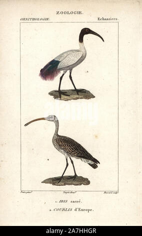 Afrikanische heiliger ibis, Threskiornis aethiopicus, und Eurasischen Brachvögel, Numenius arquata. Papierkörbe Kupferstich Walze Gravur von Dumont de Sainte-Croix 'dictionary für Naturwissenschaften: Ornithologie", Paris, Frankreich, 1816-1830. Illustration von J. G. Pretre, gestochen von Massard, unter der Regie von Pierre Jean-Francois Turpin, und veröffentlicht von F.G. Levrault. Jean Gabriel Pretre (17801845) war Maler der Naturgeschichte an der Kaiserin Josephine Zoo und wurde später Künstler im Museum für Naturkunde. Turpin (1775-1840) gilt als einer der größten französischen botanische Illustratoren des 19 ce Stockfoto