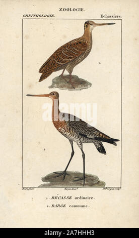 Eurasian Woodcock, Scolopax rusticola und Pfuhlschnepfen, Limosa lapponica. Papierkörbe Kupferstich Walze Gravur von Dumont de Sainte-Croix 'dictionary für Naturwissenschaften: Ornithologie", Paris, Frankreich, 1816-1830. Illustration von J. G. Pretre, gestochen von Miss Coignet, unter der Regie von Pierre Jean-Francois Turpin, und veröffentlicht von F.G. Levrault. Jean Gabriel Pretre (17801845) war Maler der Naturgeschichte an der Kaiserin Josephine Zoo und wurde später Künstler im Museum für Naturkunde. Turpin (1775-1840) gilt als einer der größten französischen botanische Illustratoren des 19 cen Stockfoto