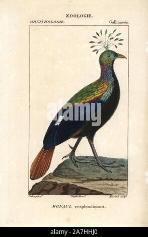 Himalayan monal, Lophophorus impejanus. Papierkörbe Kupferstich Walze Gravur von Dumont de Sainte-Croix 'dictionary für Naturwissenschaften: Ornithologie", Paris, Frankreich, 1816-1830. Illustration von J. G. Pretre, gestochen von Massard, unter der Regie von Pierre Jean-Francois Turpin, und veröffentlicht von F.G. Levrault. Jean Gabriel Pretre (17801845) war Maler der Naturgeschichte an der Kaiserin Josephine Zoo und wurde später Künstler im Museum für Naturkunde. Turpin (1775-1840) ist einer der größten französischen botanische Illustratoren des 19. Jahrhunderts angesehen. Stockfoto