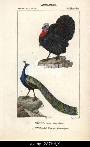 Häuslich Türkei, Meleagris gallopavo, und Indischer Pfau, Pavo cristatus. Papierkörbe Kupferstich Walze Gravur von Dumont de Sainte-Croix 'dictionary für Naturwissenschaften: Ornithologie", Paris, Frankreich, 1816-1830. Illustration von J. G. Pretre, gestochen von Guyard, unter der Regie von Pierre Jean-Francois Turpin, und veröffentlicht von F.G. Levrault. Jean Gabriel Pretre (17801845) war Maler der Naturgeschichte an der Kaiserin Josephine Zoo und wurde später Künstler im Museum für Naturkunde. Turpin (1775-1840) ist einer der größten französischen botanische Illustratoren des 19. Jahrhunderts angesehen. Stockfoto