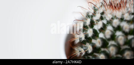 Extreme von einem Kaktus Pflanze schließen Stockfoto
