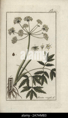 Cowbane oder nördlichen Wasser Schierling, Cicuta virosa. Papierkörbe Kupferstich botanischen Gravur von Johannes Zorn's 'Afbeelding der Artseny-Gewassen", Jan Christiaan Sepp, Amsterdam, 1796. Zorn zuerst veröffentlicht seine medizinischen Botanik in Nürnberg im Jahr 1780 illustriert mit 500 Platten und eine niederländische Ausgabe, gefolgt 1796 von J.C. veröffentlicht. Sepp mit einem zusätzlichen 100 Platten. Zorn (1739-1799) war ein deutscher Apotheker und Botaniker, der medizinische Pflanzen aus ganz Europa für seinen "Icones plantarum medicinalium" für Apotheker und Ärzte gesammelt. Stockfoto