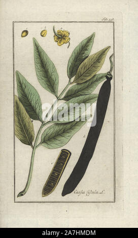 Golden Tree Dusche, Cassia Fistel. Papierkörbe Kupferstich botanischen Gravur von Johannes Zorn's 'Afbeelding der Artseny-Gewassen", Jan Christiaan Sepp, Amsterdam, 1796. Zorn zuerst veröffentlicht seine medizinischen Botanik in Nürnberg im Jahr 1780 illustriert mit 500 Platten und eine niederländische Ausgabe, gefolgt 1796 von J.C. veröffentlicht. Sepp mit einem zusätzlichen 100 Platten. Zorn (1739-1799) war ein deutscher Apotheker und Botaniker, der medizinische Pflanzen aus ganz Europa für seinen "Icones plantarum medicinalium" für Apotheker und Ärzte gesammelt. Stockfoto