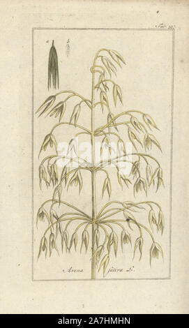 Hafer, Avena Sativa. Papierkörbe Kupferstich botanischen Gravur von Johannes Zorn's 'Afbeelding der Artseny-Gewassen", Jan Christiaan Sepp, Amsterdam, 1796. Zorn zuerst veröffentlicht seine medizinischen Botanik in Nürnberg im Jahr 1780 illustriert mit 500 Platten und eine niederländische Ausgabe, gefolgt 1796 von J.C. veröffentlicht. Sepp mit einem zusätzlichen 100 Platten. Zorn (1739-1799) war ein deutscher Apotheker und Botaniker, der medizinische Pflanzen aus ganz Europa für seinen "Icones plantarum medicinalium" für Apotheker und Ärzte gesammelt. Stockfoto