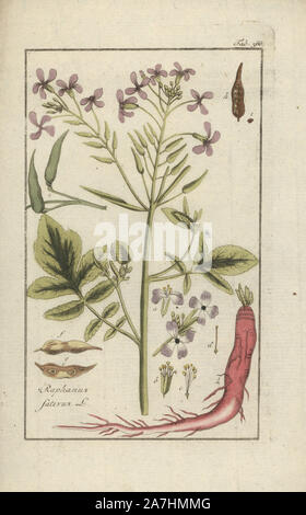 Rettich, Raphanus sativus. Papierkörbe Kupferstich botanischen Gravur von Johannes Zorn's 'Afbeelding der Artseny-Gewassen", Jan Christiaan Sepp, Amsterdam, 1796. Zorn zuerst veröffentlicht seine medizinischen Botanik in Nürnberg im Jahr 1780 illustriert mit 500 Platten und eine niederländische Ausgabe, gefolgt 1796 von J.C. veröffentlicht. Sepp mit einem zusätzlichen 100 Platten. Zorn (1739-1799) war ein deutscher Apotheker und Botaniker, der medizinische Pflanzen aus ganz Europa für seinen "Icones plantarum medicinalium" für Apotheker und Ärzte gesammelt. Stockfoto