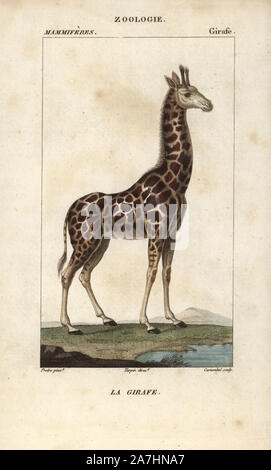 Giraffen, Giraffa Camelopardalis. Papierkörbe Kupferstich Walze Gravur von Frederic Cuvier 'dictionary der Naturwissenschaften: Säugetiere", Paris, Frankreich, 1816. Illustration von J. G. Pretre, gestochen von Carnonkel, unter der Regie von Pierre Jean-Francois Turpin, und veröffentlicht von F.G. Levrault. Jean Gabriel Pretre (17801845) war Maler der Naturgeschichte an der Kaiserin Josephine Zoo und wurde später Künstler im Museum für Naturkunde. Turpin (1775-1840) ist einer der größten französischen botanische Illustratoren des 19. Jahrhunderts angesehen. Stockfoto