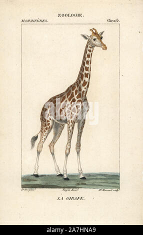 Giraffen, Giraffa Camelopardalis. Papierkörbe Kupferstich Walze Gravur von Frederic Cuvier 'dictionary der Naturwissenschaften: Säugetiere", Paris, Frankreich, 1816. Illustration von J. G. Pretre, gestochen von Madame Massard, unter der Regie von Pierre Jean-Francois Turpin, und veröffentlicht von F.G. Levrault. Jean Gabriel Pretre (17801845) war Maler der Naturgeschichte an der Kaiserin Josephine Zoo und wurde später Künstler im Museum für Naturkunde. Turpin (1775-1840) ist einer der größten französischen botanische Illustratoren des 19. Jahrhunderts angesehen. Stockfoto