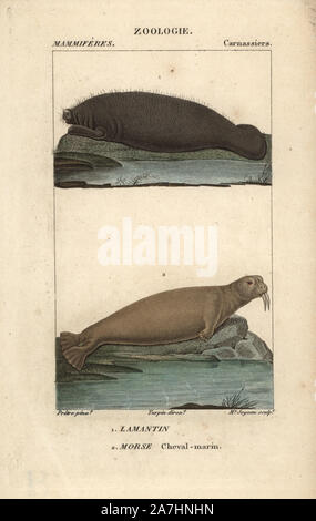 Walross, Odobenus rosmarus, West Indian Manatee, Trichechus Manatus (anfällig). Papierkörbe Kupferstich Walze Gravur von Frederic Cuvier 'dictionary der Naturwissenschaften: Säugetiere", Paris, Frankreich, 1816. Illustration von J. G. Pretre, gestochen von Madame Joyeau, unter der Regie von Pierre Jean-Francois Turpin, und veröffentlicht von F.G. Levrault. Jean Gabriel Pretre (17801845) war Maler der Naturgeschichte an der Kaiserin Josephine Zoo und wurde später Künstler im Museum für Naturkunde. Turpin (1775-1840) ist einer der größten französischen botanische Illustratoren des 19. Jahrhunderts angesehen. Stockfoto