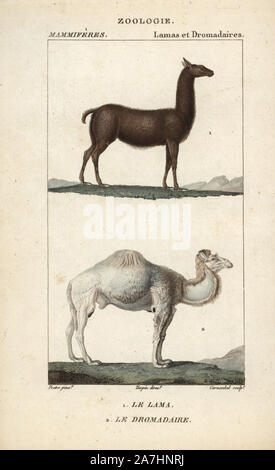 Lama, Lama glama und Dromedar kamel Camelus dromedarius. Papierkörbe Kupferstich Walze Gravur von Frederic Cuvier 'dictionary der Naturwissenschaften: Säugetiere", Paris, Frankreich, 1816. Illustration von J. G. Pretre, gestochen von Carnonkel, unter der Regie von Pierre Jean-Francois Turpin, und veröffentlicht von F.G. Levrault. Jean Gabriel Pretre (17801845) war Maler der Naturgeschichte an der Kaiserin Josephine Zoo und wurde später Künstler im Museum für Naturkunde. Turpin (1775-1840) ist einer der größten französischen botanische Illustratoren des 19. Jahrhunderts angesehen. Stockfoto