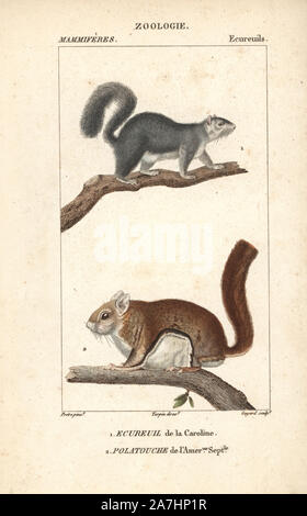 Eastern Grey squirrel, Sciurus carolinensis, und Südlichen fliegende Eichhörnchen, Glaucomys volans. Papierkörbe Kupferstich Walze Gravur von Frederic Cuvier 'dictionary der Naturwissenschaften: Säugetiere", Paris, Frankreich, 1816. Illustration von J. G. Pretre, gestochen von Guyard, unter der Regie von Pierre Jean-Francois Turpin, und veröffentlicht von F.G. Levrault. Jean Gabriel Pretre (17801845) war Maler der Naturgeschichte an der Kaiserin Josephine Zoo und wurde später Künstler im Museum für Naturkunde. Turpin (1775-1840) ist einer der größten französischen botanische Illustratoren des 19. Jahrhunderts angesehen. Stockfoto