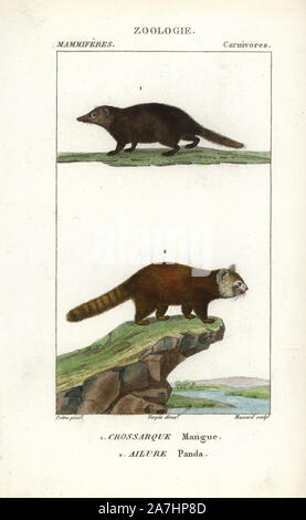 Kusimanse, Crossarchus obscurus, und Roter Panda oder leuchtende Katze, Ailurus fulgens (anfällig). Papierkörbe Kupferstich Walze Gravur von Frederic Cuvier 'dictionary der Naturwissenschaften: Säugetiere", Paris, Frankreich, 1816. Illustration von J. G. Pretre, gestochen von Massard, unter der Regie von Pierre Jean-Francois Turpin, und veröffentlicht von F.G. Levrault. Jean Gabriel Pretre (17801845) war Maler der Naturgeschichte an der Kaiserin Josephine Zoo und wurde später Künstler im Museum für Naturkunde. Turpin (1775-1840) ist einer der größten französischen botanische Illustratoren des 19. Jahrhunderts angesehen. Stockfoto