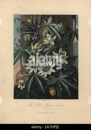 Die blaue Passionsblume, Passiflora caerulea L., Gravur nach einem original Gemälde von Philip Reinagle. Von Dr. Robert Thorton's "Der Tempel von Flora, '1812, Lotto oder Quarto edition. Die Illustrationen waren ein Mix aus der Aquatinta, schabkunst und Walze auf Stiche von Hand beendet. Dr. Thornton (1768?-1941) war ein Botaniker und Verleger, der sich selbst in den Bankrott getrieben, was jetzt als der größte englische botanische Buch angesehen. Stockfoto