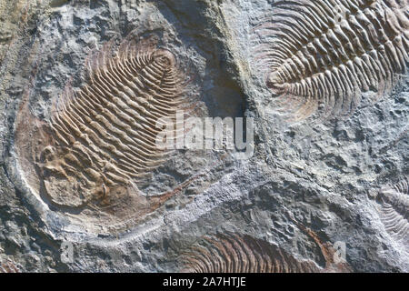 Fossiler trilobit Impressum im Sediment. Stockfoto