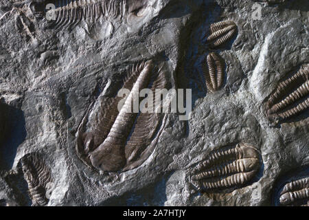 Fossiler trilobit Impressum im Sediment. Stockfoto