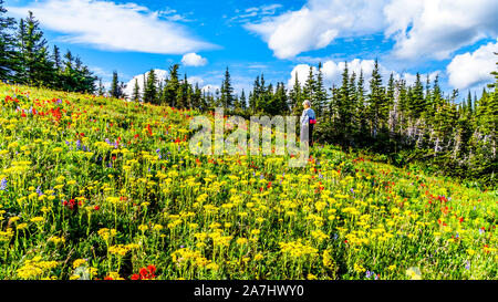 Wandern durch die alpinen Wiesen mit bunten Wiesenblumen für Tod Berg an der alpinen Dorf Sun Peaks in der Shuswap Hochland von BC gefüllt Stockfoto