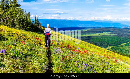 Wandern durch die alpinen Wiesen mit bunten Wiesenblumen für Tod Berg an der alpinen Dorf Sun Peaks in der Shuswap Hochland von BC gefüllt Stockfoto