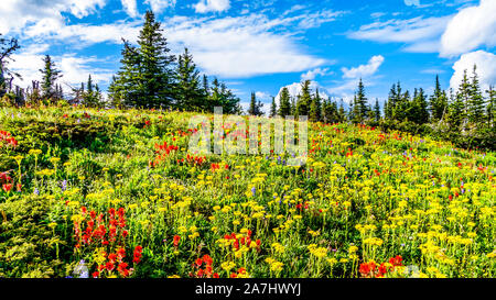 Die alpinen Wiesen gefüllt mit bunten Wiesenblumen für Tod Berg an der alpinen Dorf Sun Peaks in der Shuswap Hochland von BC, Kanada Stockfoto
