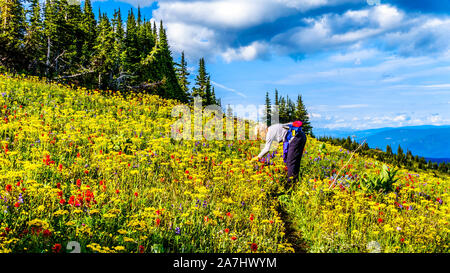 Wandern durch die alpinen Wiesen mit bunten Wiesenblumen für Tod Berg an der alpinen Dorf Sun Peaks in der Shuswap Hochland von BC gefüllt Stockfoto