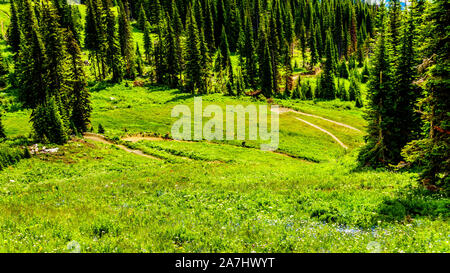 Downhill Biken für Tod Berg an der alpinen Dorf Sun Peaks in der Shuswap Hochland von British Columbia, Kanada Stockfoto