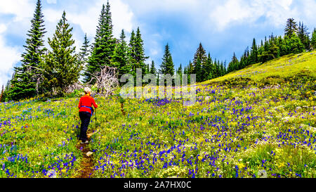 Wandern durch die alpinen Wiesen mit bunten Wiesenblumen für Tod Berg an der alpinen Dorf Sun Peaks in der Shuswap Hochland von BC gefüllt Stockfoto