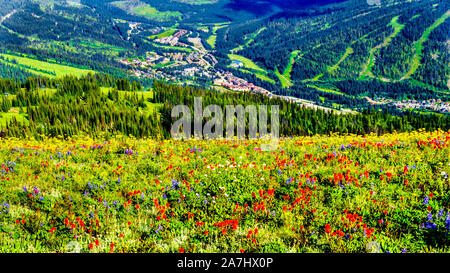 Wandern durch die alpinen Wiesen mit bunten Wiesenblumen für Tod Berg an der alpinen Dorf Sun Peaks in der Shuswap Hochland von BC gefüllt Stockfoto