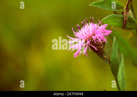 Wiese сornflower (Centaurea jacea) an einem Sommertag. Retro Style getönt Stockfoto