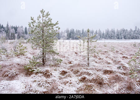 Frosty mit Pinien bog und Ned Schnee gefallen Stockfoto