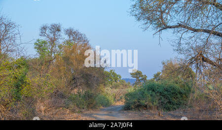 Einen schmalen Feldweg führt durch dichten Gebüsch in der Wüste Bild mit Kopie Raum im Querformat Stockfoto