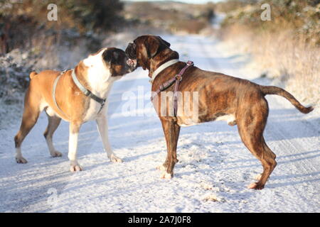 Nahaufnahme der zwei glückliche Boxer Hunde im Schnee spielen Stockfoto